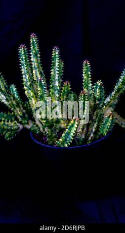 Nahaufnahme von Huernia zebrina auf schwarzem Hintergrund isoliert. Dekorative Zimmerpflanze Stockfoto