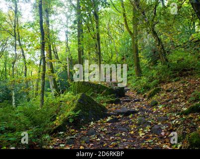 Ein kleiner Pfad schlängelt sich im Herbst durch Wälder. Goitstock. Yorkshire Stockfoto