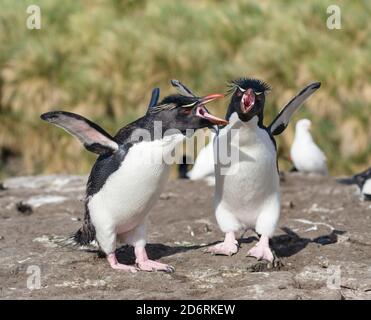 Rockhopper Penguin (Eudyptes chrysocome), Unterarten western Rockhopper penguin (Eudyptes chrysocome chrysocome). Gruß und Verklebung verhalten. So Stockfoto