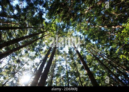 Bunya Pines (Araucaria bidwillii) Stockfoto