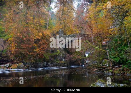 Dunkeld, Schottland, Großbritannien. 19. Oktober 2020. Herbstfarben vom Besten in der Hermitage in Perthshire heute. Der Fluss Braan bei den Black linn Falls und die Steinbrücke sind ein beliebter Ort für Wanderer. Iain Masterton/Alamy Live News Stockfoto