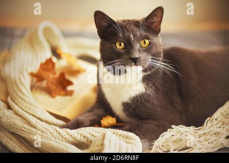 Neben einem weißen Wollschal, einem offenen Buch und trockenen Ahornblättern liegt eine niedliche heimische graue Katze mit gelben Augen. Warmer Herbst und Komfort zu Hause. Lifestyle Stockfoto