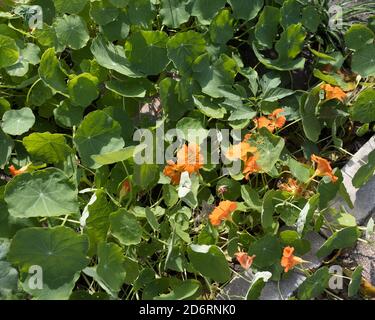 Mehrere orangene Kapuzinerkresse blüht im hinteren Garten zusammen Stockfoto