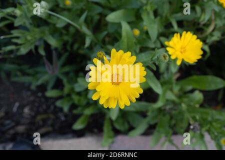 Eine Nahaufnahme von gelben Chrysanthemen, die im Garten blühen Stockfoto