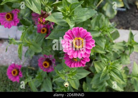 Mehrere rosa Zinnien blühen im Garten Stockfoto