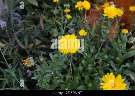 Mehrere gelbe Chrysanthemen beginnen gerade im Garten zu blühen Stockfoto