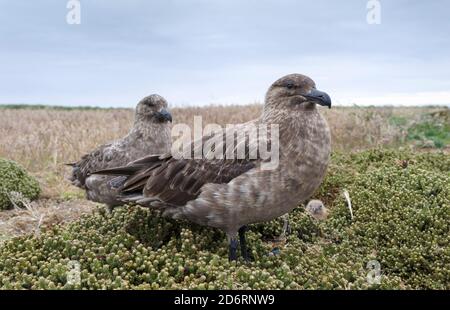 Paar mit Küken, Falkland Skua oder Brown Skua (Stercorarius antarcticus, genaue Taxonomie ist umstritten) sind die großen Skuas des südlichen Polars und Stockfoto