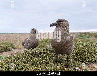 Paar mit Küken, Falkland Skua oder Brown Skua (Stercorarius antarcticus, genaue Taxonomie ist umstritten) sind die großen Skuas des südlichen Polars und Stockfoto