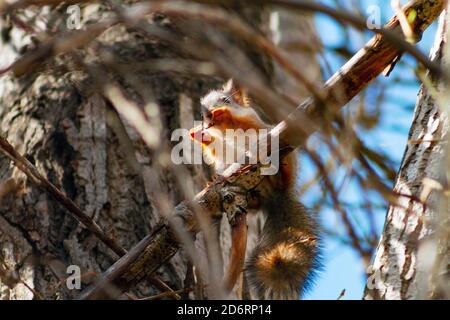 Junge rote Eichhörnchen sitzen auf dem Ast und essen auf Sonniger Frühlingstag Stockfoto