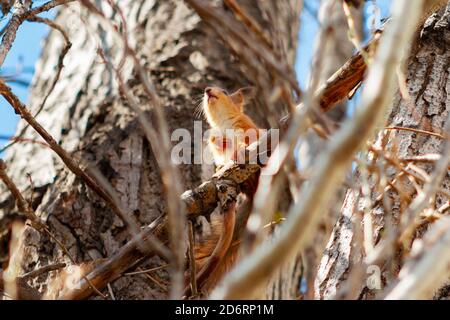 Junges Eichhörnchen sitzt auf einem Ast und hält eine Pfote Auf der Brust Stockfoto