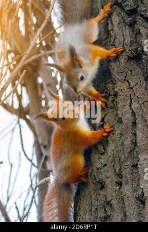 Zwei junge rote Eichhörnchen auf einem Baumstamm. Sciurus vulgaris, vertikale Ansicht Stockfoto