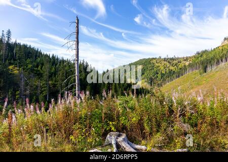 Trockener Baumstamm und rosa Feuerwespe (Chamaenerion angustifolium) blüht im Lejowa-Tal in der Tatra, mit Nadelwäldern und Kiefern. Stockfoto