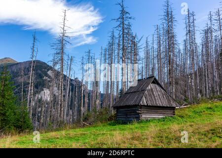 Alte hölzerne Schäferhütte auf einer Lichtung in der Tatra, Polen, mit trockenen toten Kiefern und Fichten im Hintergrund, Sommer, kristallblauer Himmel. Stockfoto