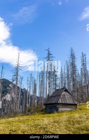 Alte hölzerne Schäferhütte auf einer Lichtung in der Tatra, Polen, mit trockenen toten Pinien und Fichten im Hintergrund, Herbstansicht, kristallblauer Himmel Stockfoto