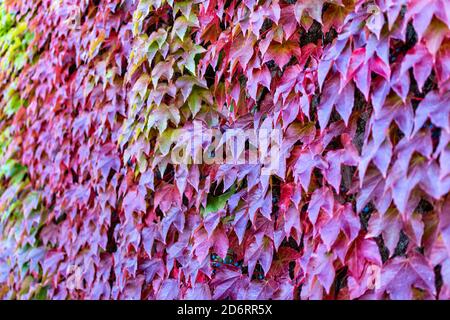 Efeu im Herbst Die Wand ist mit bunten Efeu-Blättern bedeckt. Der Herbst hinterlässt den Hintergrund. Stockfoto