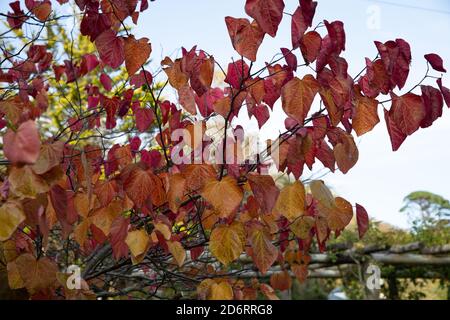 Goldene Blätter in den Gärten von Trenance in Newquay, Cornwall Stockfoto