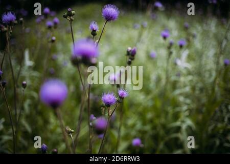 Zarte violette Blüten des Cirsium heterophyllum auf langen dünnen blattlosen Stängel in grünem Feld auf verschwommenem Hintergrund Stockfoto