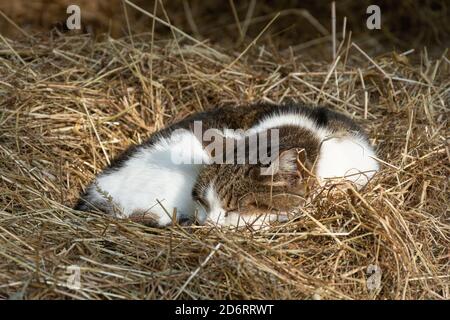 Nette Katze schläft auf einem Bett aus Stroh Stockfoto