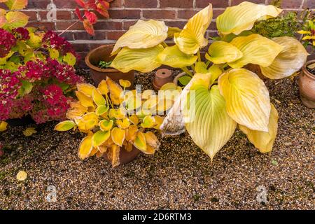 Große gelbe Blätter von sommergrünen Hosta (Kochbananen Lilie) 'Sum und Substanz' sterben zurück in Herbstfarben in einem Garten in Surrey, Südostengland Stockfoto