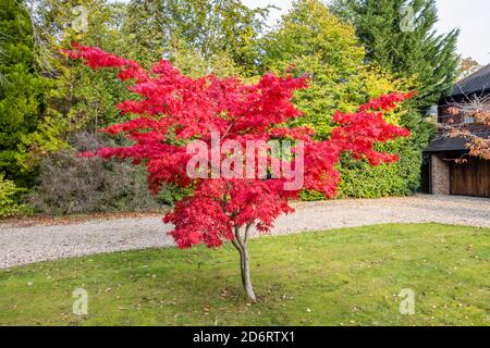 Ein einfarbiger japanischer Ahornbaum (Acer palmatum) in purpurroten Herbstfarben, der im Vorgarten eines Vorstadthauses in Surrey, Südostengland, wächst Stockfoto