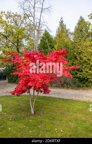 Ein einfarbiger japanischer Ahornbaum (Acer palmatum) in purpurroten Herbstfarben, der im Vorgarten eines Vorstadthauses in Surrey, Südostengland, wächst Stockfoto