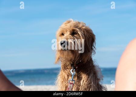 Binz, Deutschland. August 2020. Ein Hund (Mini Golddoodle) sitzt am Hundestrand des Ostseebades Binz auf der Insel Rügen. Quelle: Stephan Schulz/dpa-Zentralbild/ZB/dpa/Alamy Live News Stockfoto