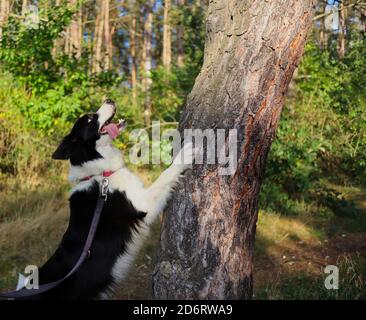 Liebenswert Border Collie mit Zunge auf einer Leash springt mit seiner Pfote auf Baum Trunk während sonnigen Herbsttag. Niedlicher Schwarz-Weiß-Hund im Wald. Stockfoto