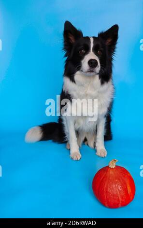 Sitzender Border Collie mit Orange Kürbis isoliert auf blauem Hintergrund. Porträt von liebenswert schwarz und weiß Haushund. Stockfoto