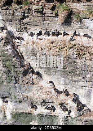 Rock Shag oder magellanschen Kormoran (Phalacrocorax Magellanicus) in der Kolonie. Südamerika, Falkland Inseln, Januar Stockfoto