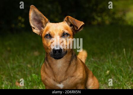 Kleiner Terrier Mischlingshund sitzt draußen. Stockfoto