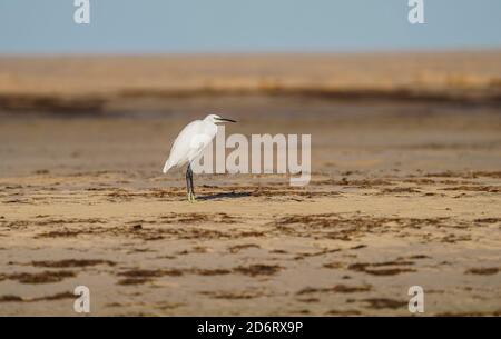 Kleiner Reiher, Egretta garzetta am breiten Strand in der Nähe von Tarifa, Andalusien, Spanien. Stockfoto