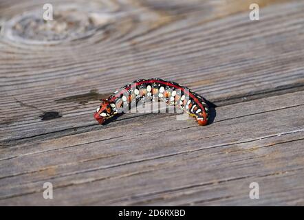 Raupe der Sperber-Falkenmotte (Hyles euphorbiae), Spanien. Stockfoto