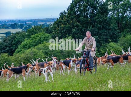 Belvoir, Grantham, Lincolnshire, Großbritannien - der Duke of Rutland hunds out for early Morning exercise with the Belvoir Huntsman John Holliday Stockfoto