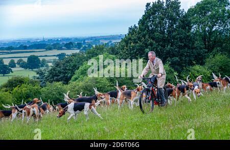 Belvoir, Grantham, Lincolnshire, Großbritannien - der Duke of Rutland hunds out for early Morning exercise with the Belvoir Huntsman John Holliday Stockfoto