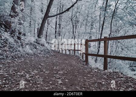 Waldweg Stockfoto