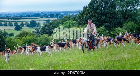 Belvoir, Grantham, Lincolnshire, Großbritannien - der Duke of Rutland hunds out for early Morning exercise with the Belvoir Huntsman John Holliday Stockfoto