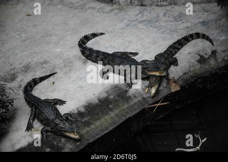 Drei Krokodile bereiten sich im Aquarium auf den Verzehr vor. Sie sind in der Nähe des Wassers. Stockfoto