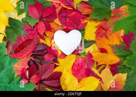 Weißes Herz auf Herbst bunte Blätter. Herz öffnen Symbol, kopieren Raum. Das Konzept der unerwiderten Liebe, Verliebtheit oder Einsamkeit. Herbsthintergrund Stockfoto