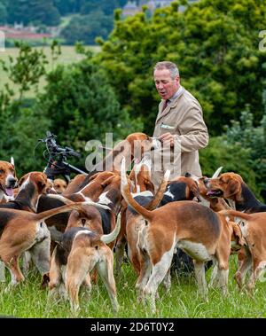 Belvoir, Grantham, Lincolnshire, Großbritannien - der Duke of Rutland hunds out for early Morning exercise with the Belvoir Huntsman John Holliday Stockfoto