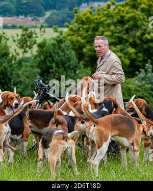 Belvoir, Grantham, Lincolnshire, Großbritannien - der Duke of Rutland hunds out for early Morning exercise with the Belvoir Huntsman John Holliday Stockfoto