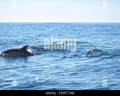 Wilde Delphine schwimmen im Atlantischen Ozean in der gesehen Algarve Region von Portugal Stockfoto