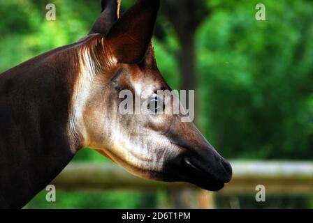 Nahaufnahme von Kopf und Hals eines Okapi (Okapia johnstoni) Diese bedrohte Art ist auch bekannt als Waldgiraffe, kongolesische Giraffe oder Zebragiraffe Stockfoto