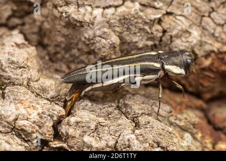 Zweilinige Kastanie Borer (Agrilus bilineatus) - Weibliche Ovipositing Stockfoto