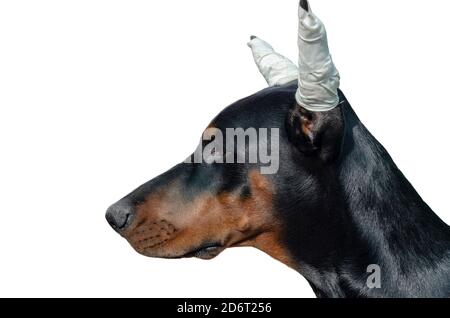 Porträt eines Dobermannwelpen mit abgeschnittenen Ohren auf weißem Hintergrund. Die Ohren des Hundes sind mit einem weißen medizinischen Verband fest fixiert. Seitenansicht. Stockfoto