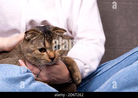 Scottish Fold Katze sitzt in seinen Armen. Das Tier versteckt sich in den Händen des Besitzers Stockfoto