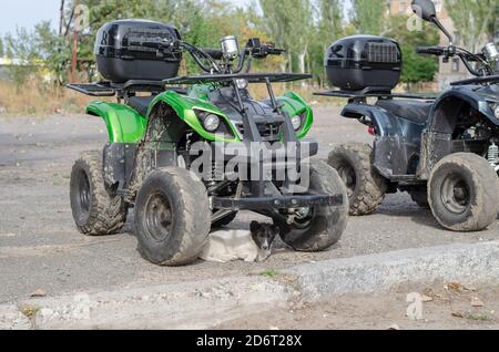 Welpe streunenden Hund ist unter einem grünen Quad gefunden Schutz. Erschrocken Mischlingswelpe in einem SUV-Parkplatz. Ohne Menschen. Stockfoto