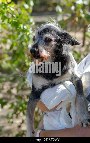 Porträt eines alten Yorkshire Terrier in den Armen des Besitzers beim Gehen. Ein 12 Jahre alter Rüde ist in eine wiederverwendbare Windel gewickelt. Alterung von Haustieren. Stockfoto