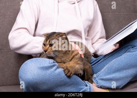 Scottish Fold die schottische Faltenkatze sitzt in ihren Armen. Das Tier versteckt sich in den Händen des Besitzers, der das Buch liest Stockfoto