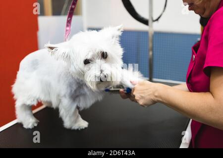 Seitenansicht der Ernte anonyme weibliche Haustier Friseur Kämmen Fell Auf Pfote des charmanten weißen Hundes im Salon Stockfoto