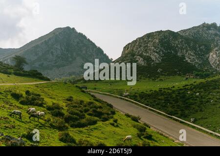 Herde von niedlichen Schafen Wandern und grasen auf üppigem Gras Wiese im Sommer Landschaft Stockfoto